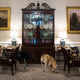 Illustration for article titled Trump Dismisses Concerns Over White House Chaos After Pack Of Feral Dogs Takes Over 4th West Wing Room